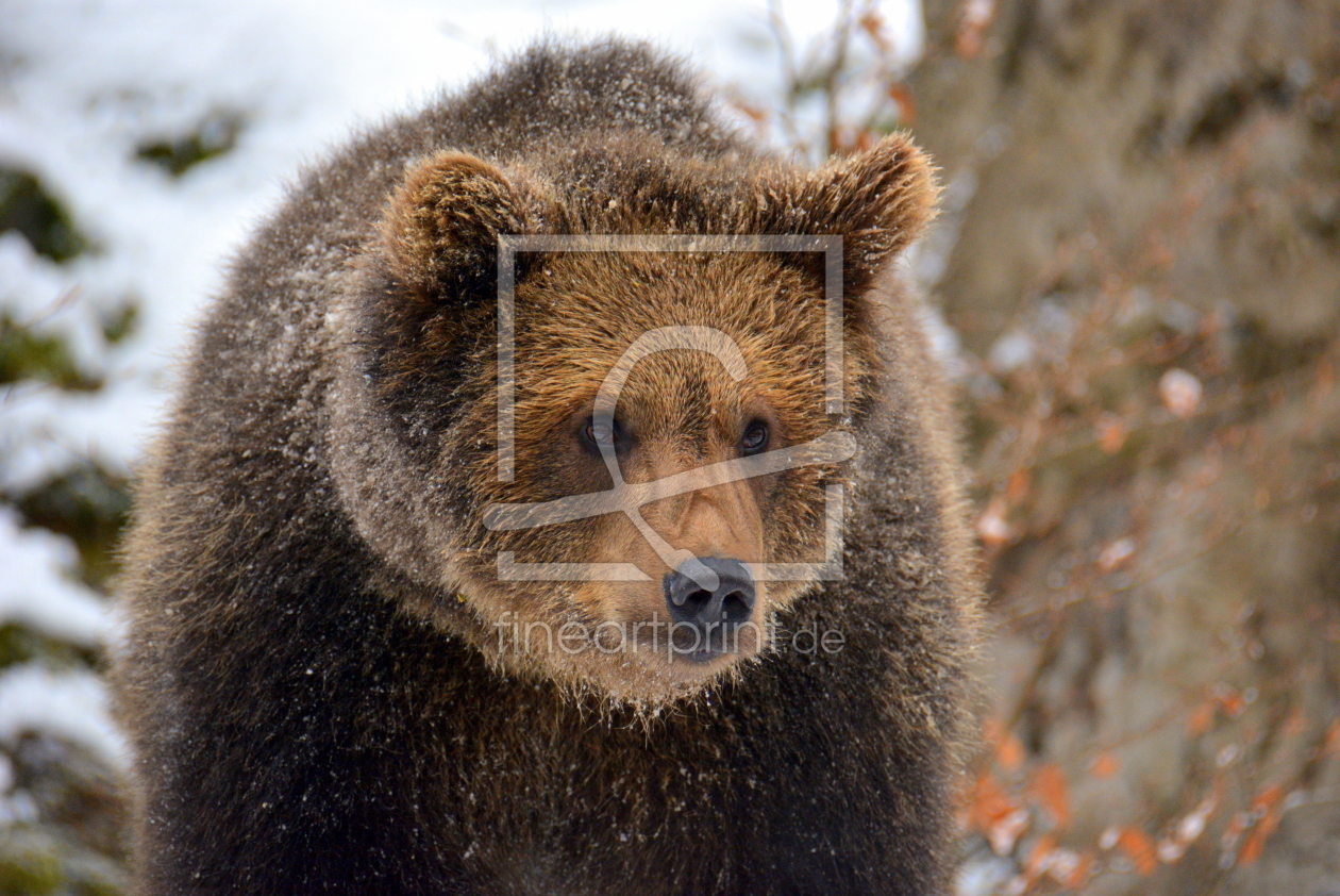 Bild-Nr.: 11873777 Braunbär erstellt von GUGIGEI