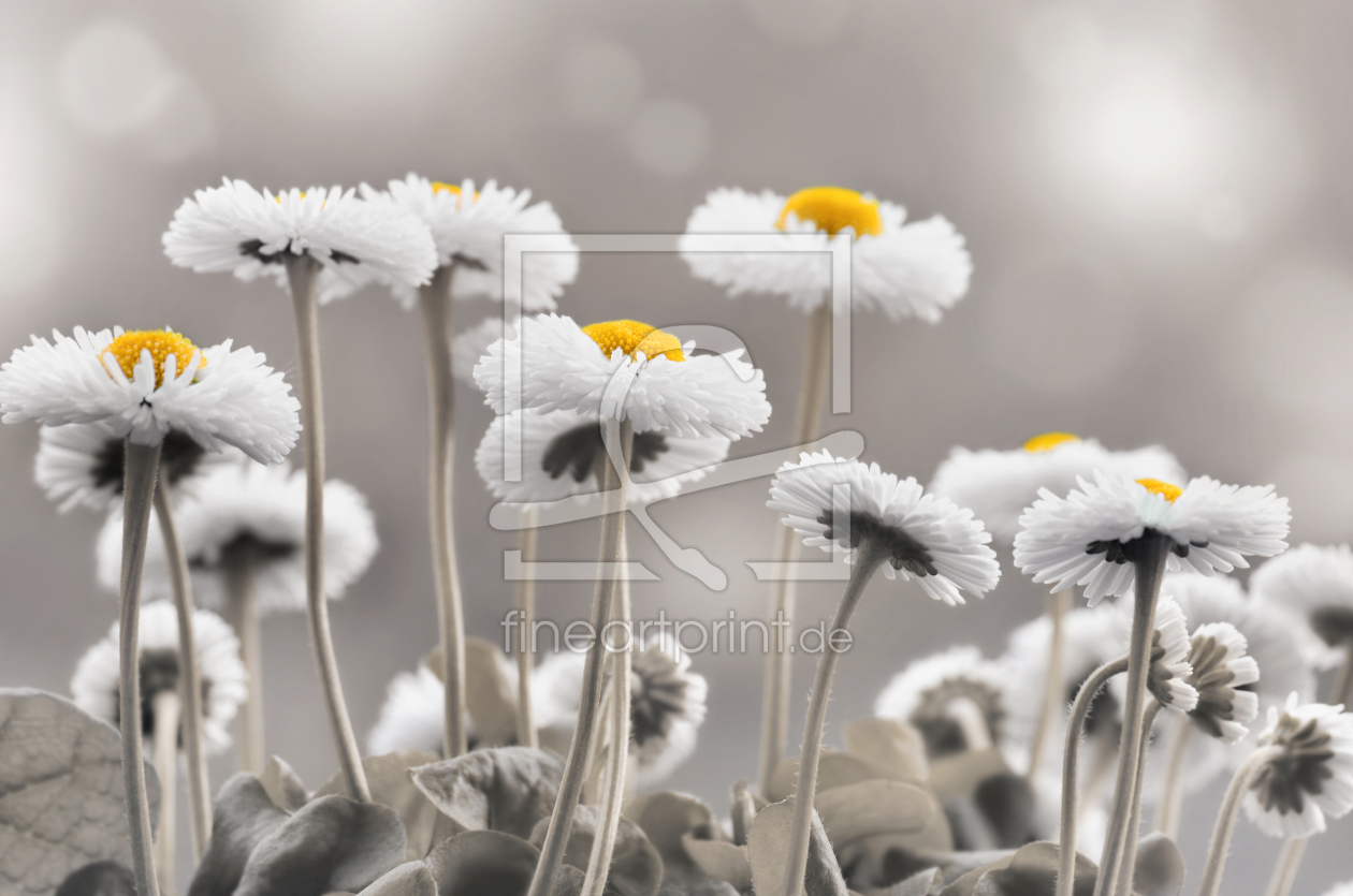 Bild-Nr.: 11873778 Gänseblümchen erstellt von Atteloi