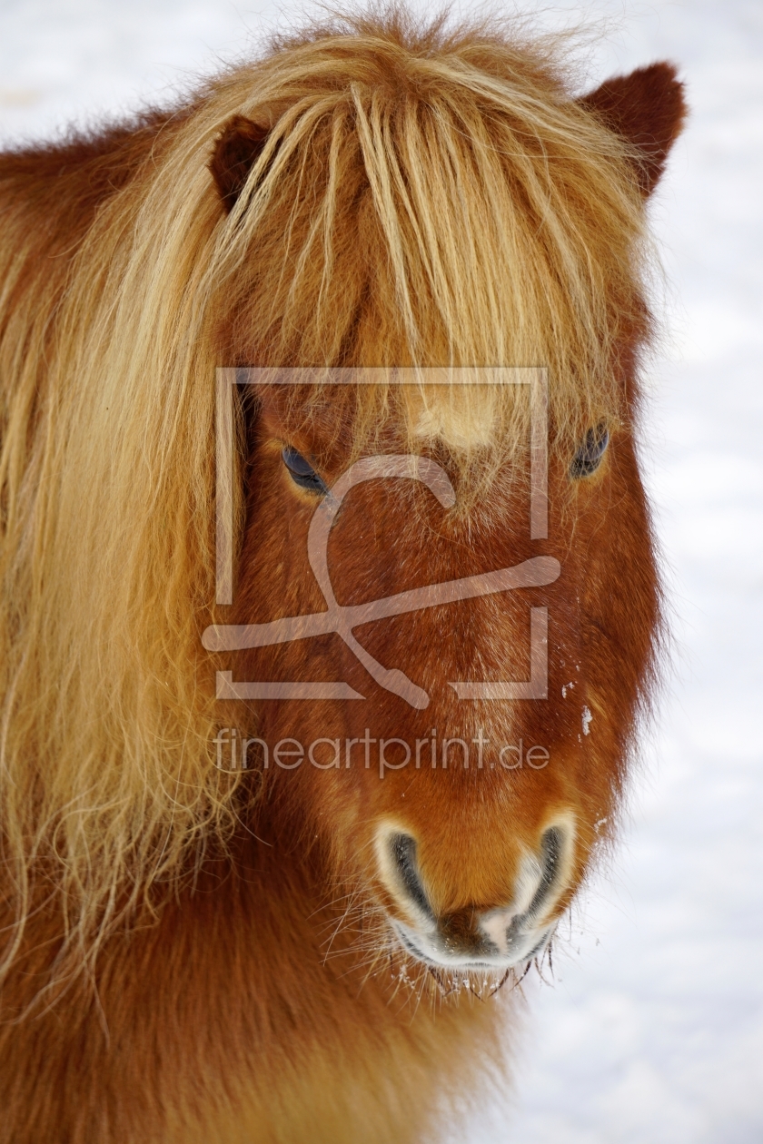 Bild-Nr.: 11873906 shetlandpony erstellt von Ralf Nemeth