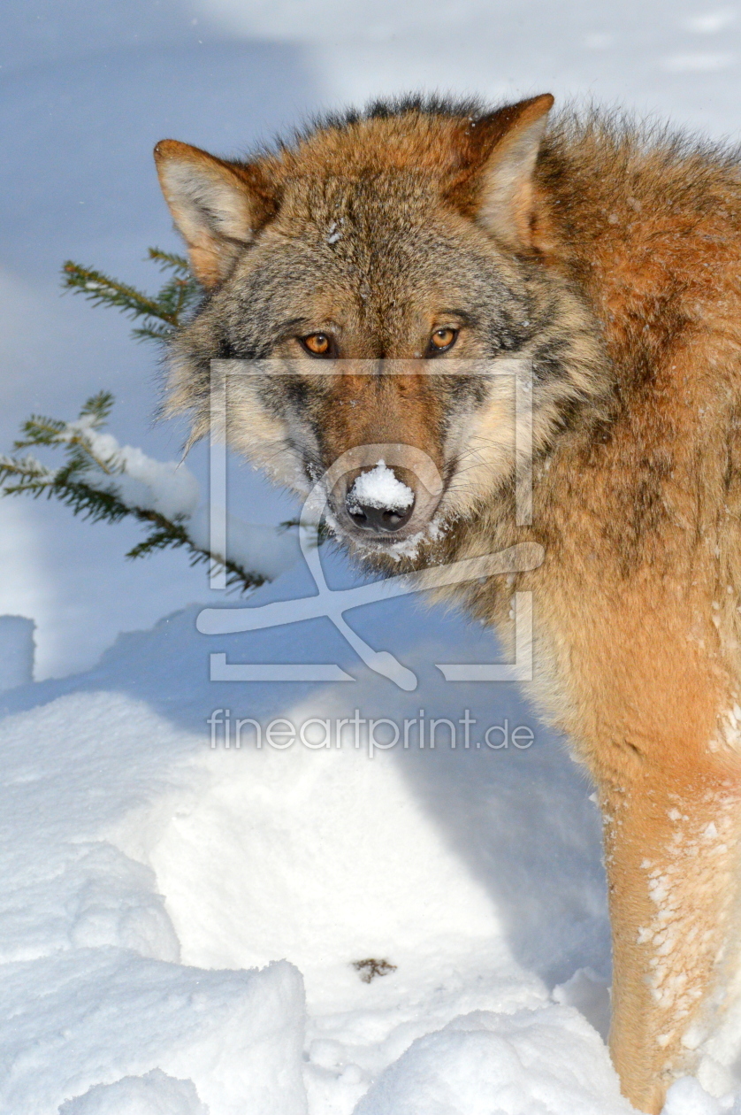 Bild-Nr.: 11873970 Schneehäubchen erstellt von GUGIGEI