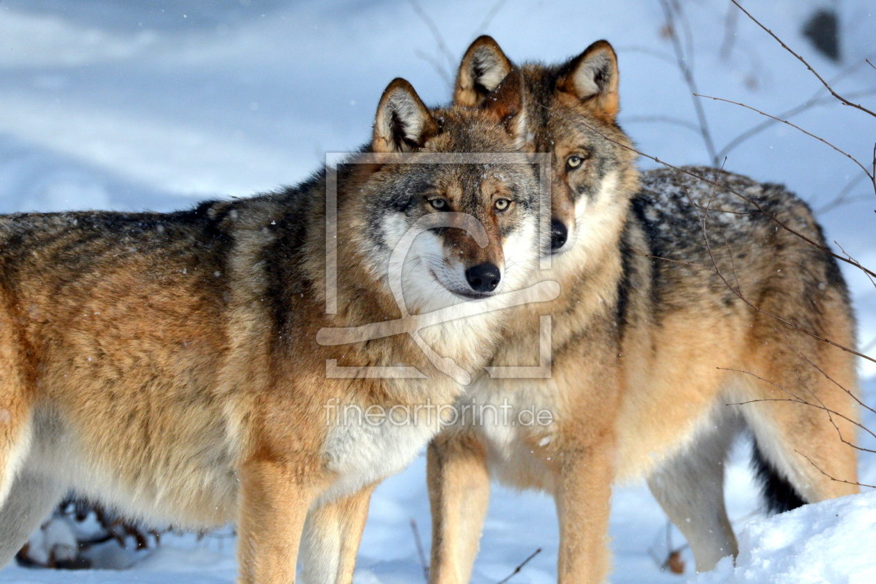 Bild-Nr.: 11873975 Wölfe im Bayerischen Wald erstellt von GUGIGEI