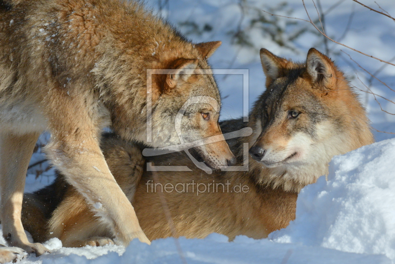Bild-Nr.: 11873984 Wölfe im Winter erstellt von GUGIGEI