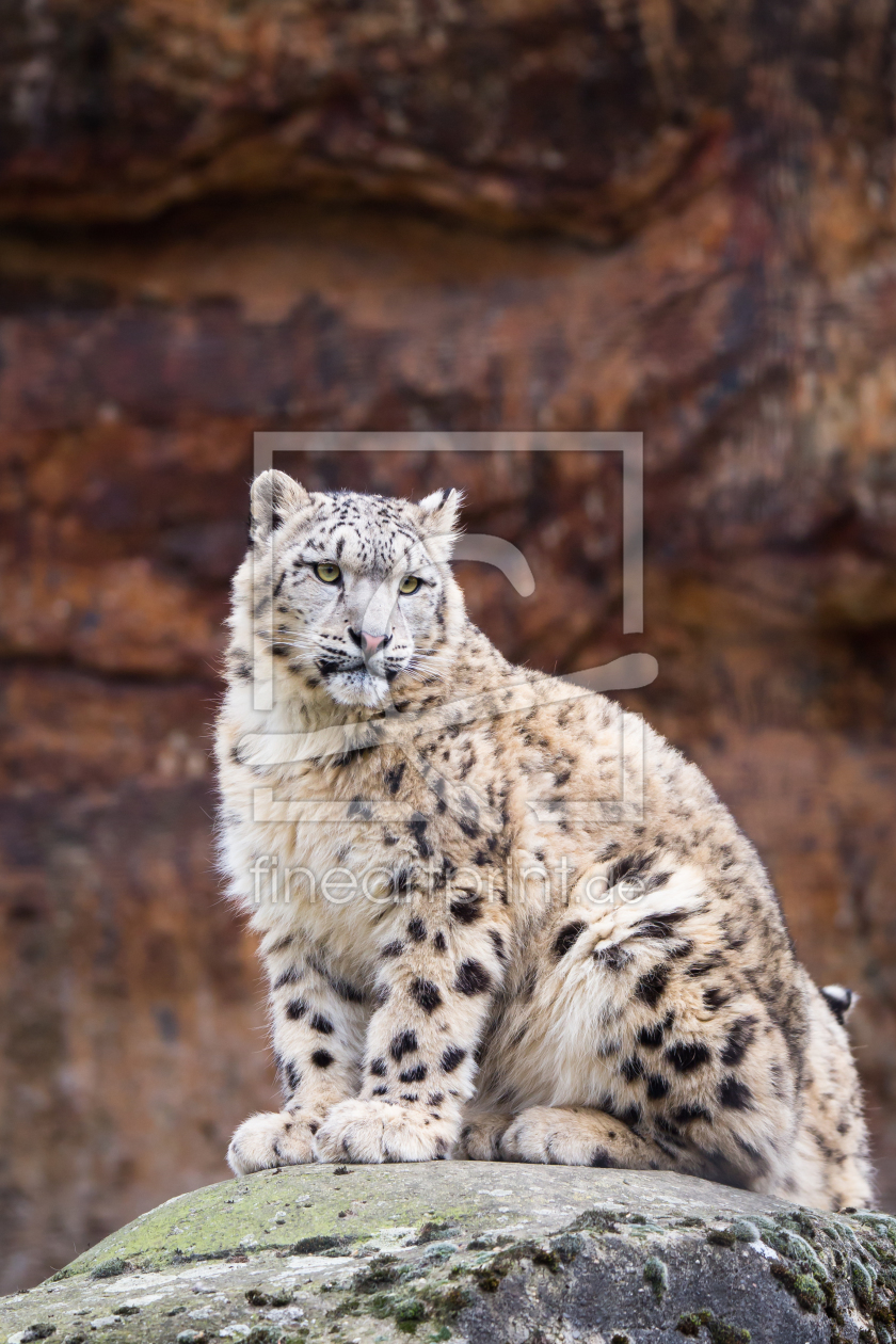 Bild-Nr.: 11874093 Schneeleopard erstellt von Cloudtail