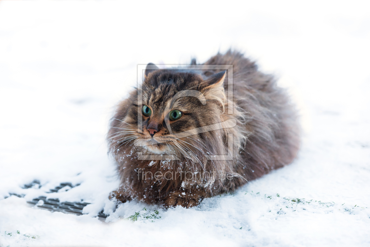 Bild-Nr.: 11874141 ich hasse Winter erstellt von SusaZoom