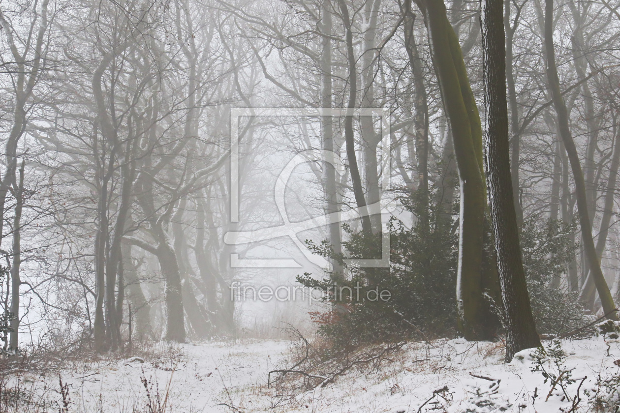 Bild-Nr.: 11874320 Winterwald erstellt von falconer59