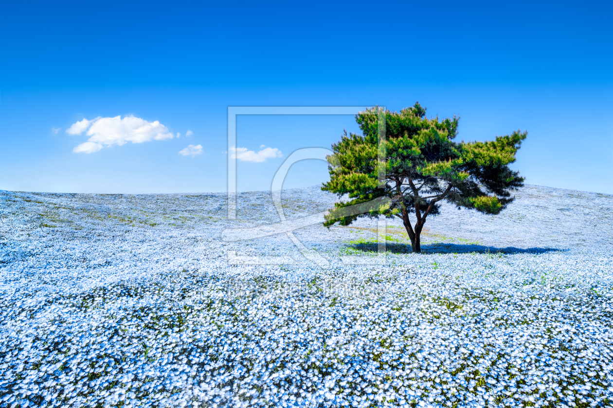 Bild-Nr.: 11874389 Blaue Nemophila Blumen auf einer Wiese im Frühling erstellt von eyetronic