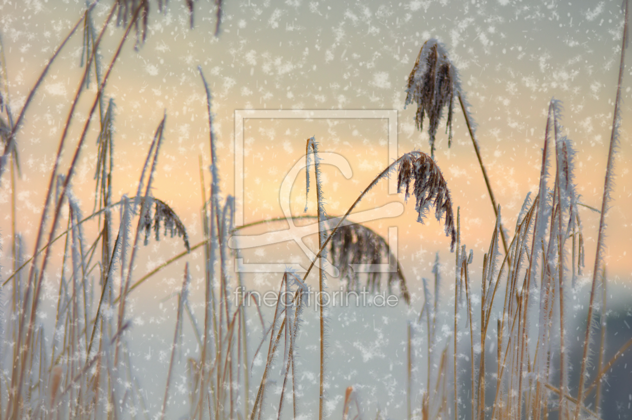 Bild-Nr.: 11874471 Schilf Gras im Schneefall erstellt von Tanja Riedel