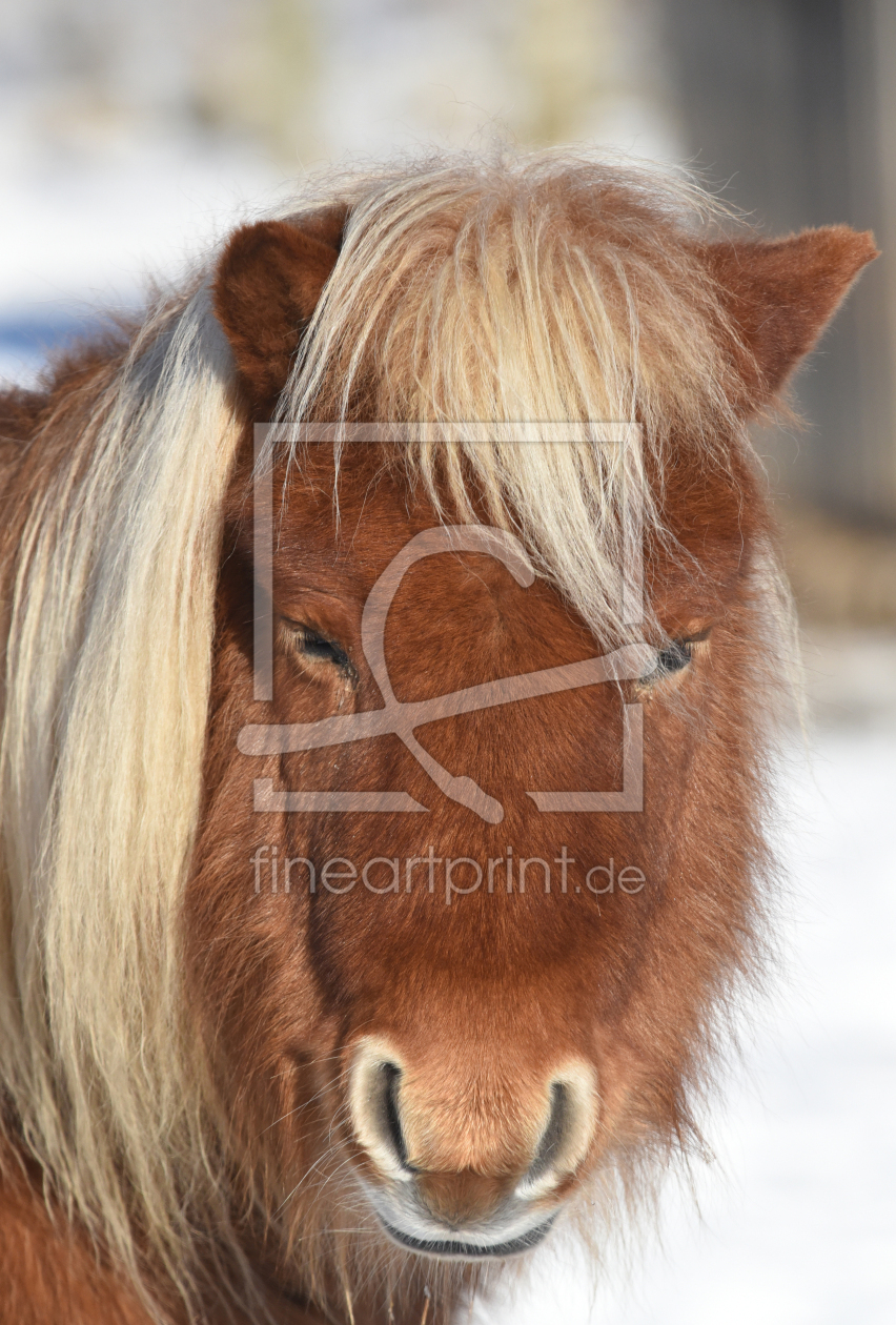 Bild-Nr.: 11874499 shetlandpony erstellt von Ralf Nemeth