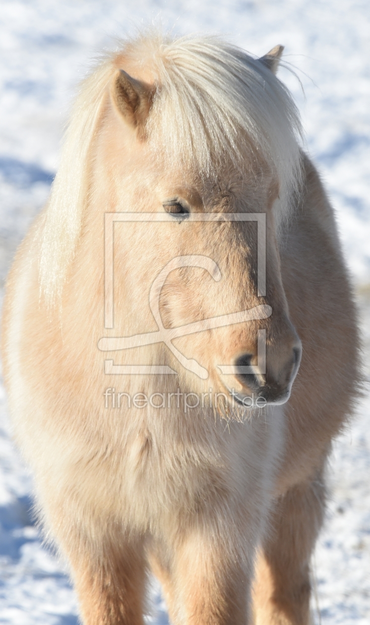 Bild-Nr.: 11874500 shetlandpony erstellt von Ralf Nemeth