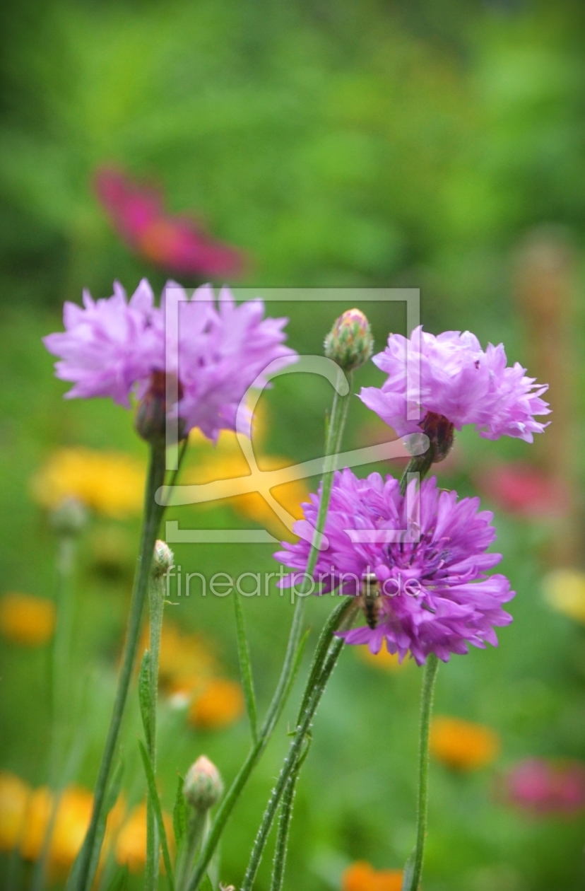 Bild-Nr.: 11874536 Kornblumen erstellt von Bauduin Ute