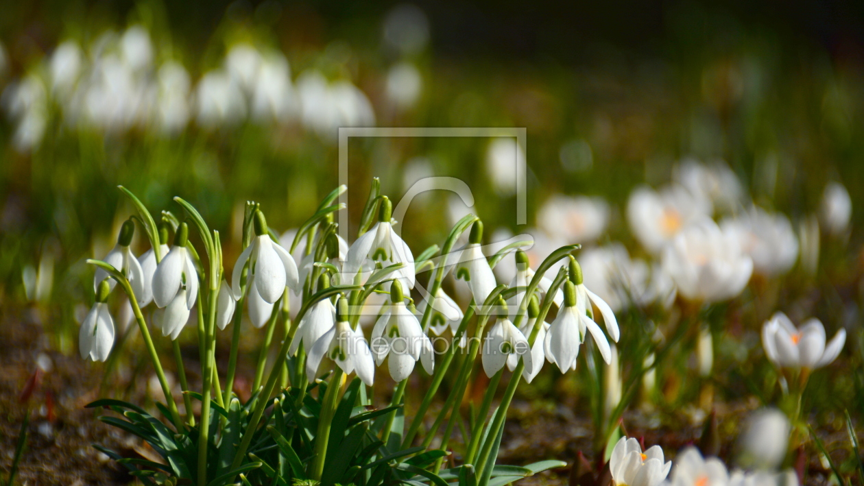 Bild-Nr.: 11874627 Frühling in weiß erstellt von GUGIGEI