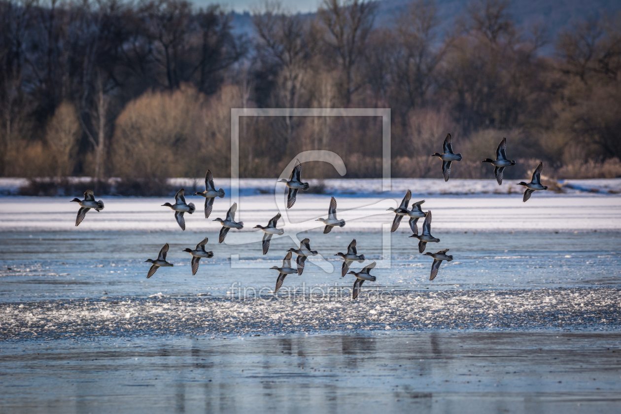 Bild-Nr.: 11874714 Krickenten im Winter erstellt von luxpediation