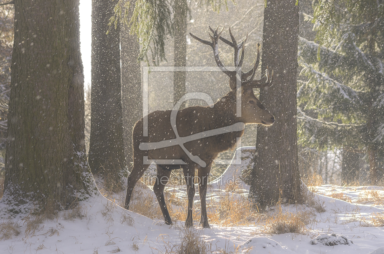 Bild-Nr.: 11874715 Rothirsch im Winterwald erstellt von Ullrich Gnoth