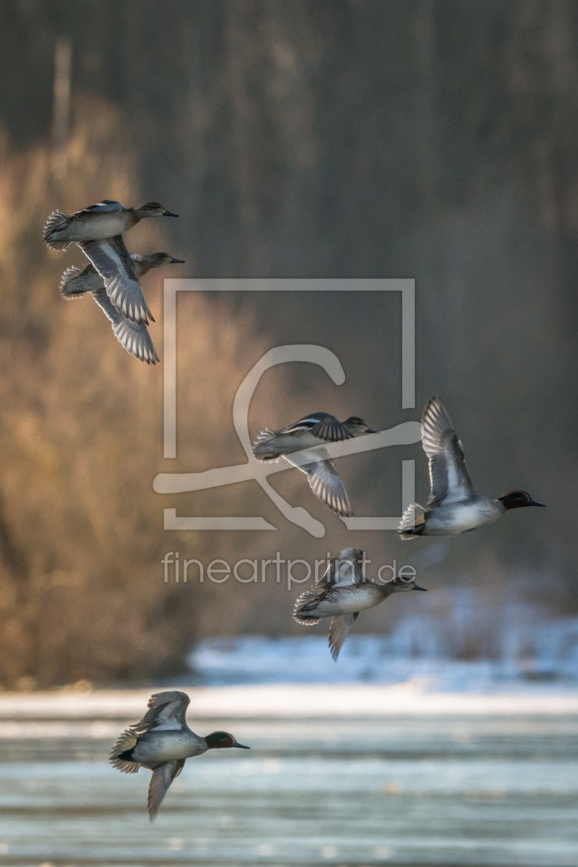 Bild-Nr.: 11874748 Enten im Flug - Vögel erstellt von luxpediation