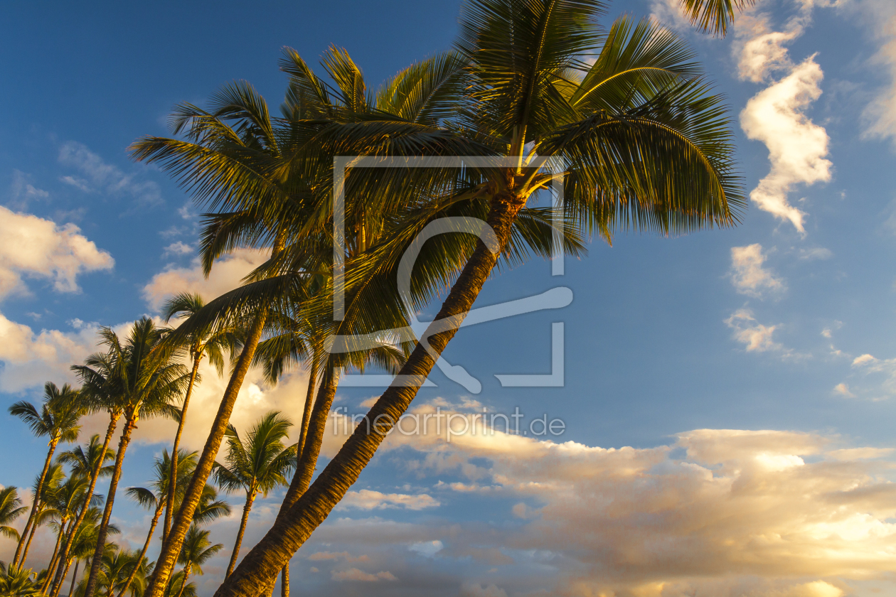 Bild-Nr.: 11874869 Hawaiianische Palmen erstellt von TomKli