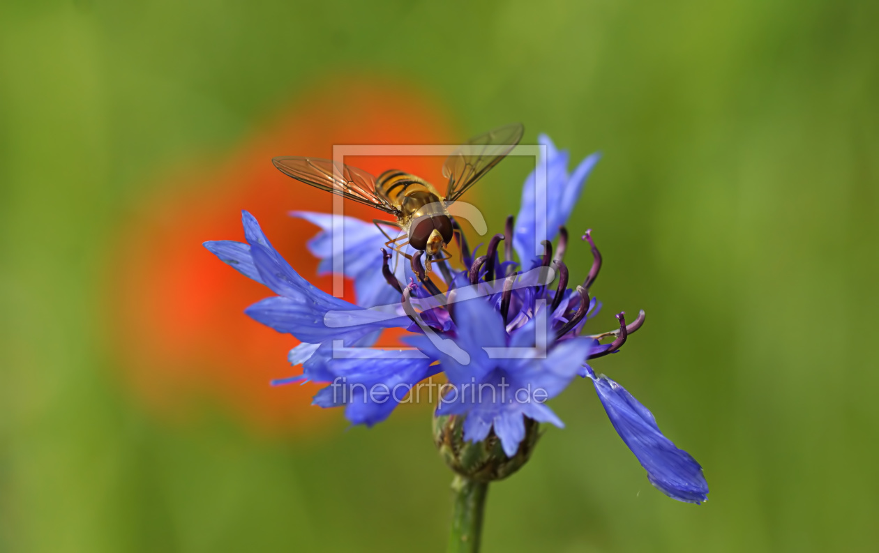 Bild-Nr.: 11876231 Schwebfliege erstellt von youhaveadream