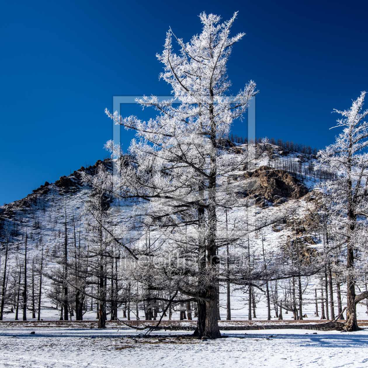 Bild-Nr.: 11876263 Frozen Trees erstellt von Philipp Weindich