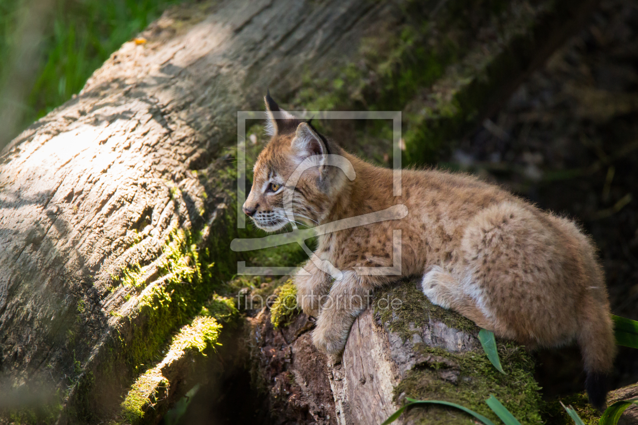 Bild-Nr.: 11876578 junger Luchs erstellt von Cloudtail