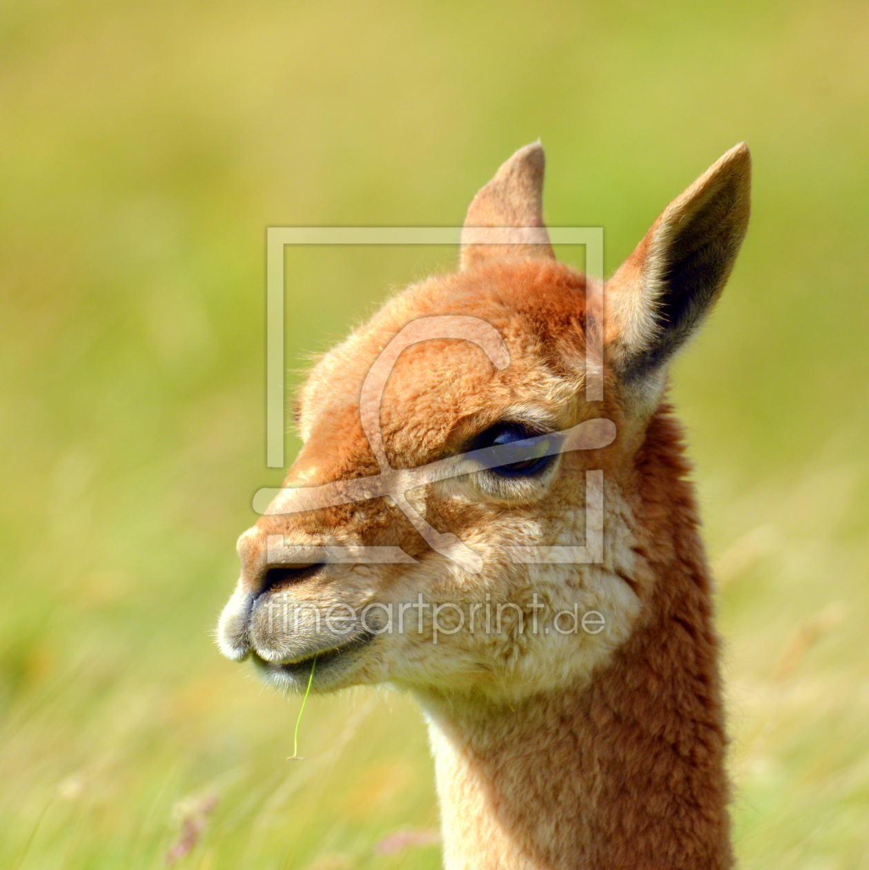 Bild-Nr.: 11876600 Grashalm Bild-Nr.: 11876600 Grashalm erstellt von GUGIGEI