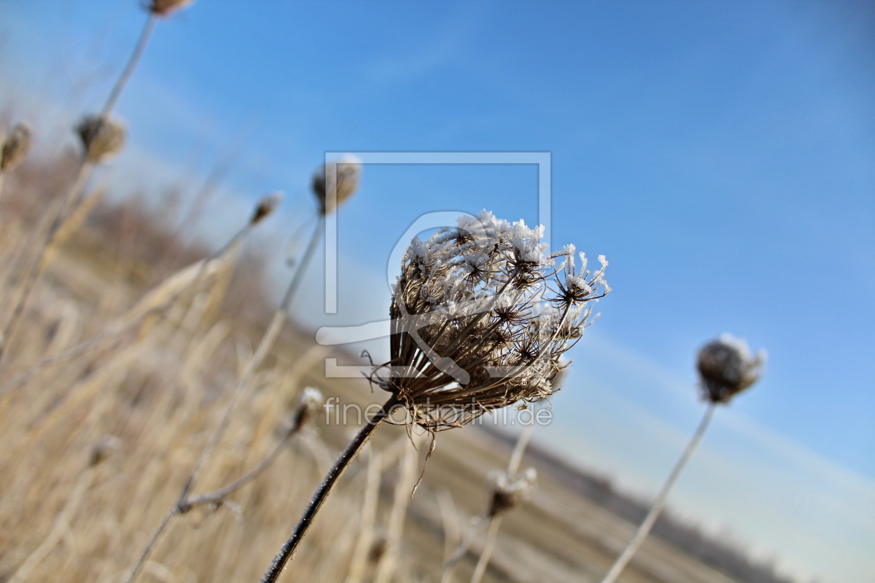 Bild-Nr.: 11876617 Im Winter erstellt von engel-fotografie