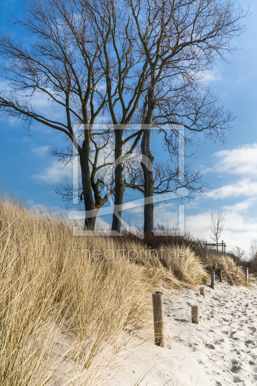 Bild-Nr.: 11876641 Strandweg bei Ahrenshoop im Darss erstellt von luxpediation