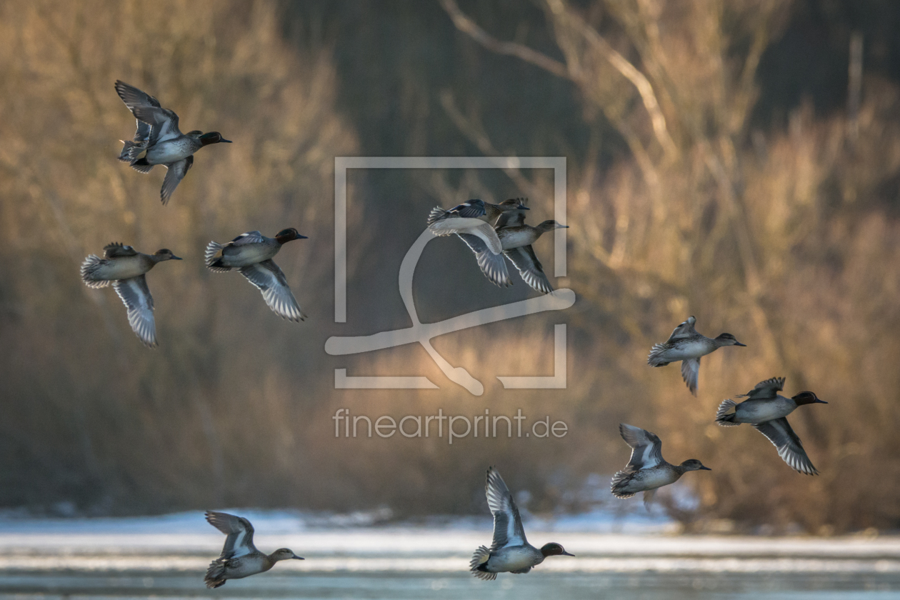 Bild-Nr.: 11876974 Enten Schwarm erstellt von luxpediation