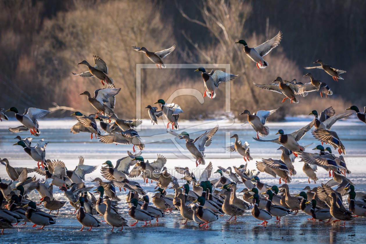 Bild-Nr.: 11877031 Enten - Landung auf dem Eis erstellt von luxpediation