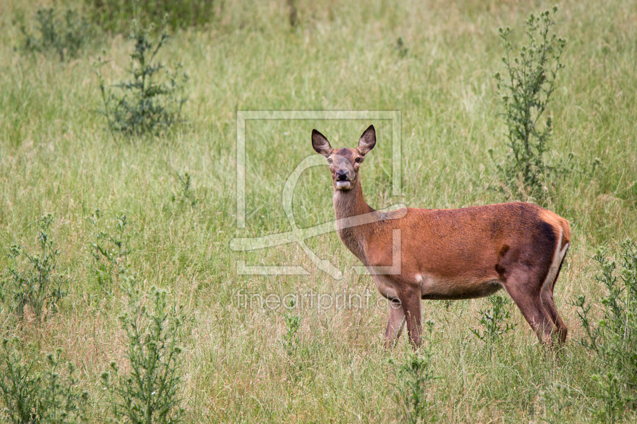 Bild-Nr.: 11877057 Hirsch erstellt von Cloudtail