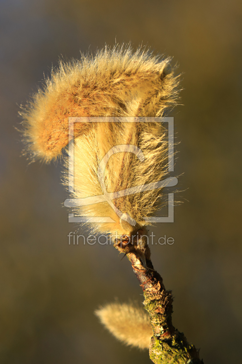 Bild-Nr.: 11877246 Magnolienknospe im Januar erstellt von falconer59