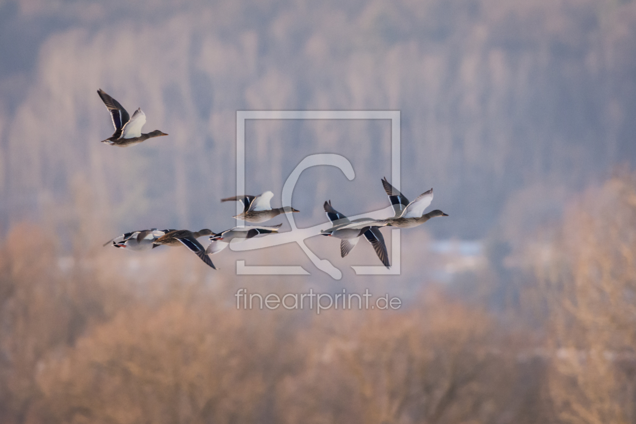 Bild-Nr.: 11877738 Wildenten erstellt von luxpediation