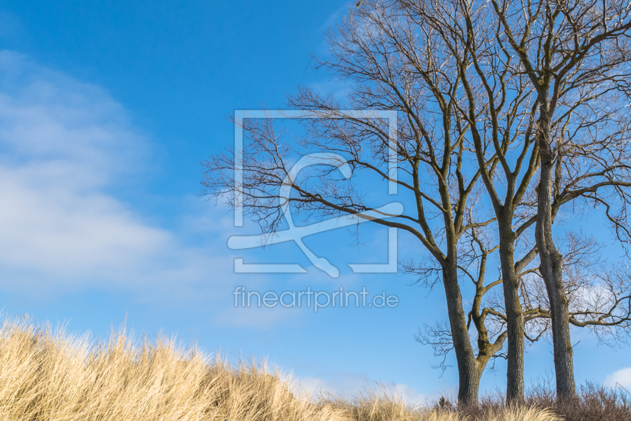 Bild-Nr.: 11877749 Baum bei Ahrenshoop - Düne erstellt von luxpediation