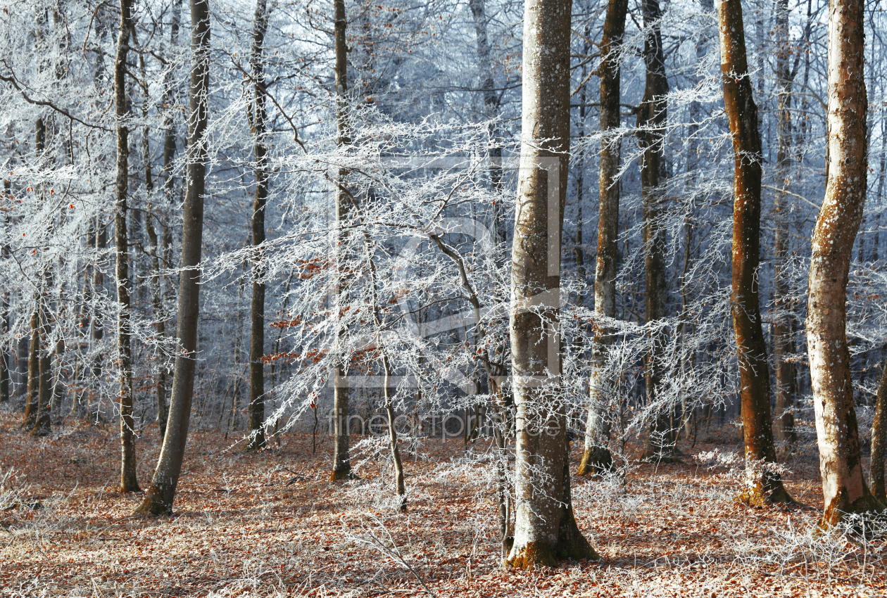 Bild-Nr.: 11878732 Winterwald_02 erstellt von 