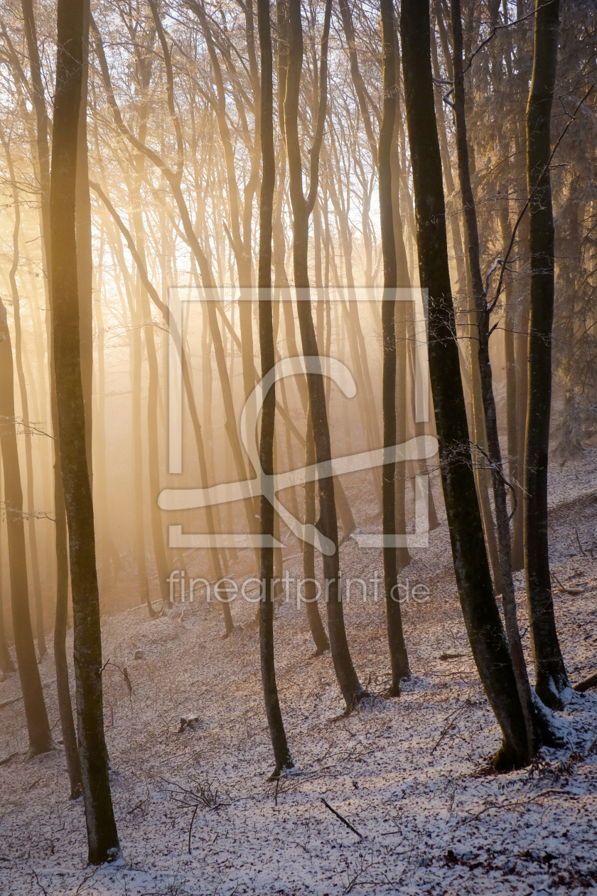 Bild-Nr.: 11878911 Nebellicht im Winterwald erstellt von ELIO