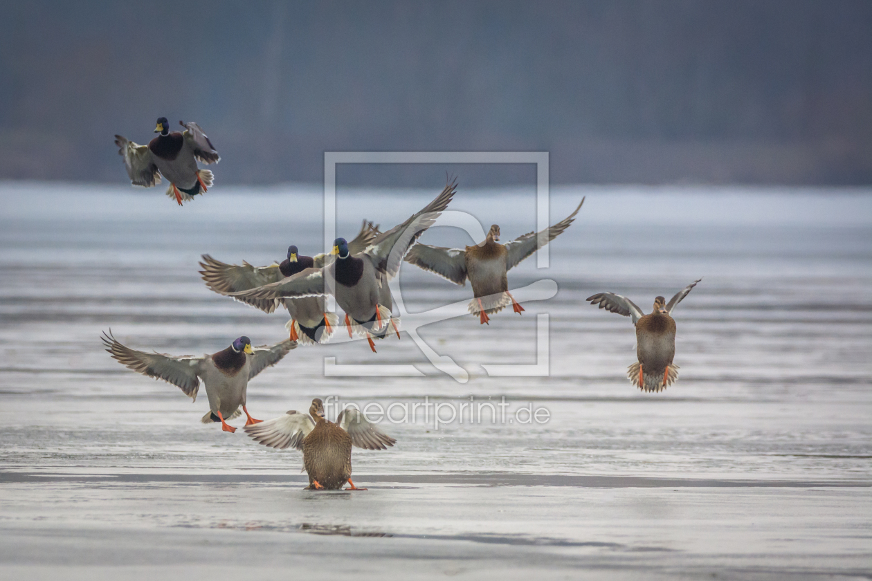 Bild-Nr.: 11879058 Glatteis am See erstellt von luxpediation