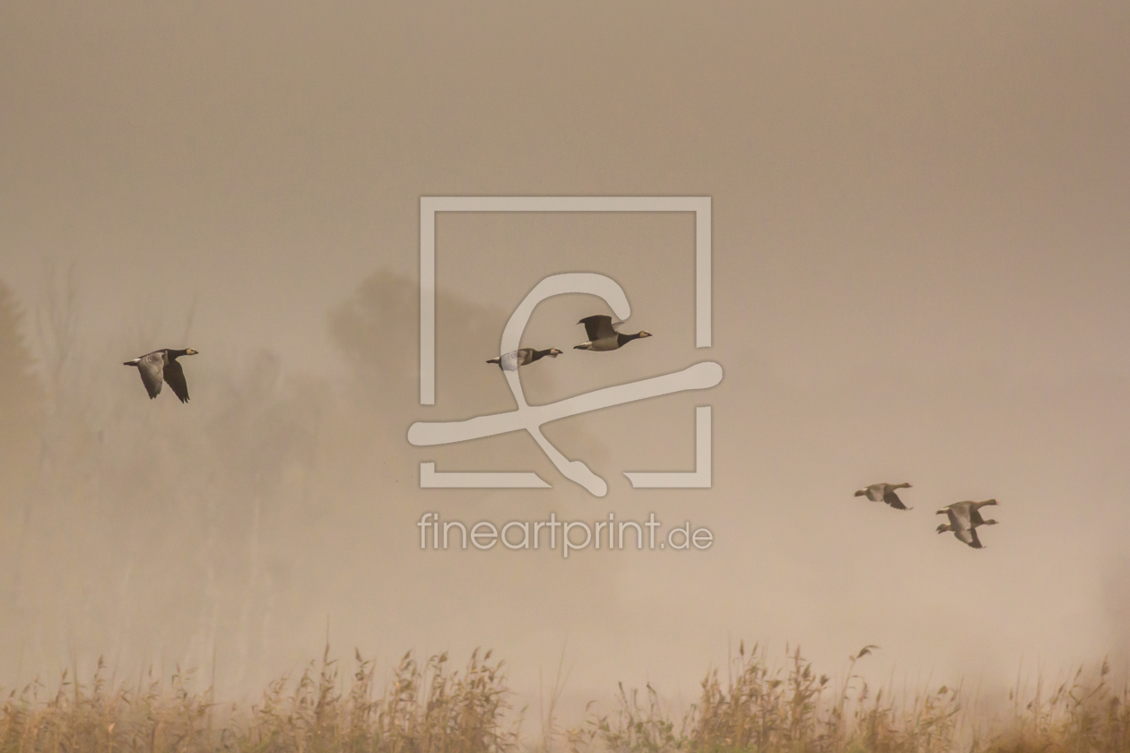 Bild-Nr.: 11879847 Gänse im Nebel erstellt von luxpediation
