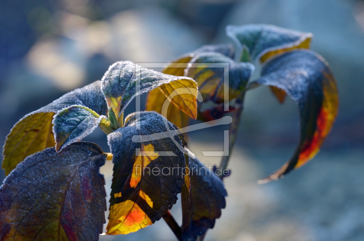 Bild-Nr.: 11880313 Herbstwinter erstellt von Ostfriese