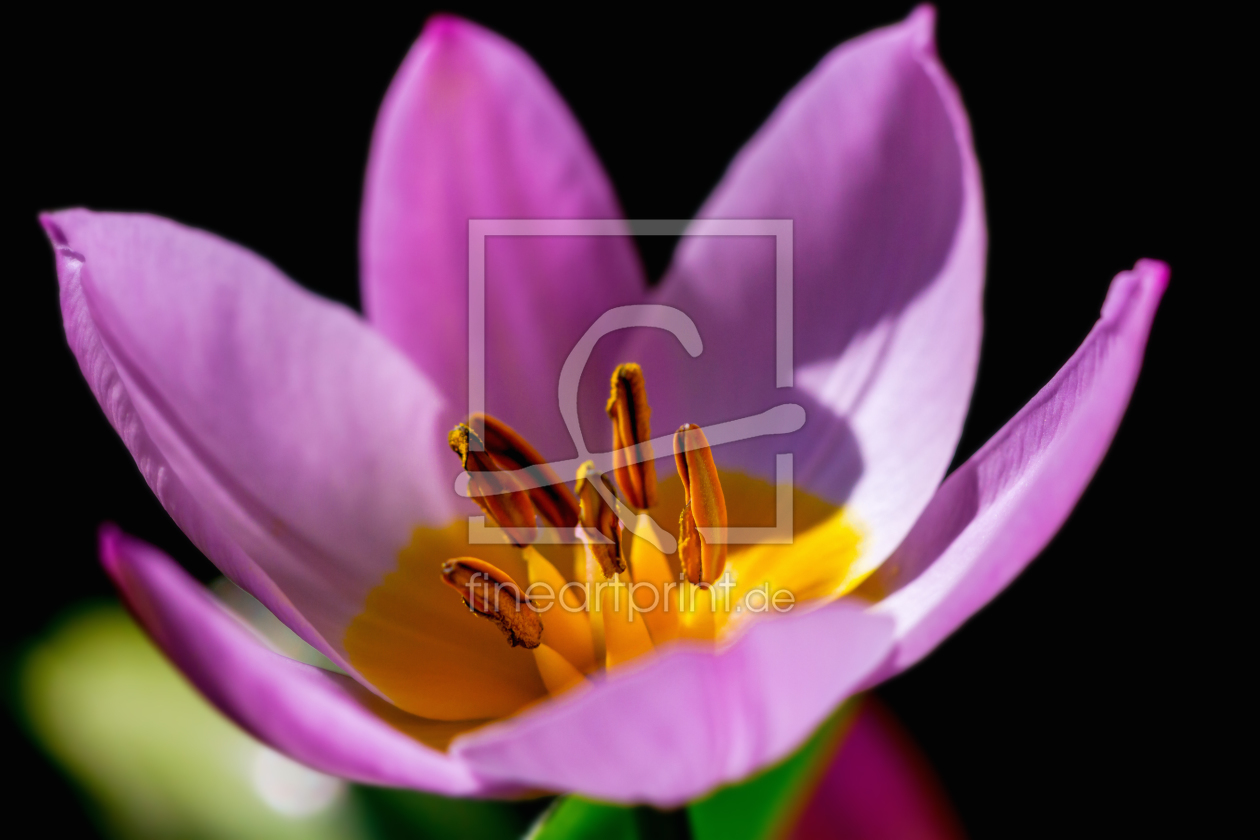 Bild-Nr.: 11880591 Pink Beauty on Black erstellt von PassionPhotography