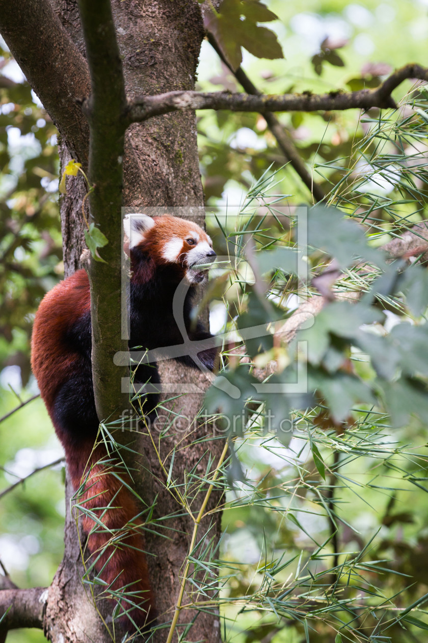 Bild-Nr.: 11880607 Roter Panda erstellt von Cloudtail