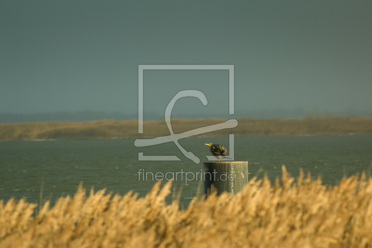 Bild-Nr.: 11881122 Wasservogel  erstellt von luxpediation