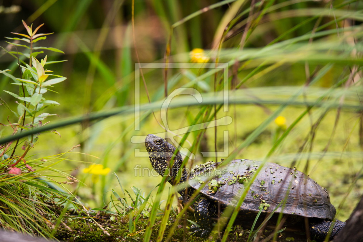 Bild-Nr.: 11881228 Europäische Sumpfschildkröte Bild-Nr.: 11881228 Europäische Sumpfschildkröte erstellt von Cloudtail
