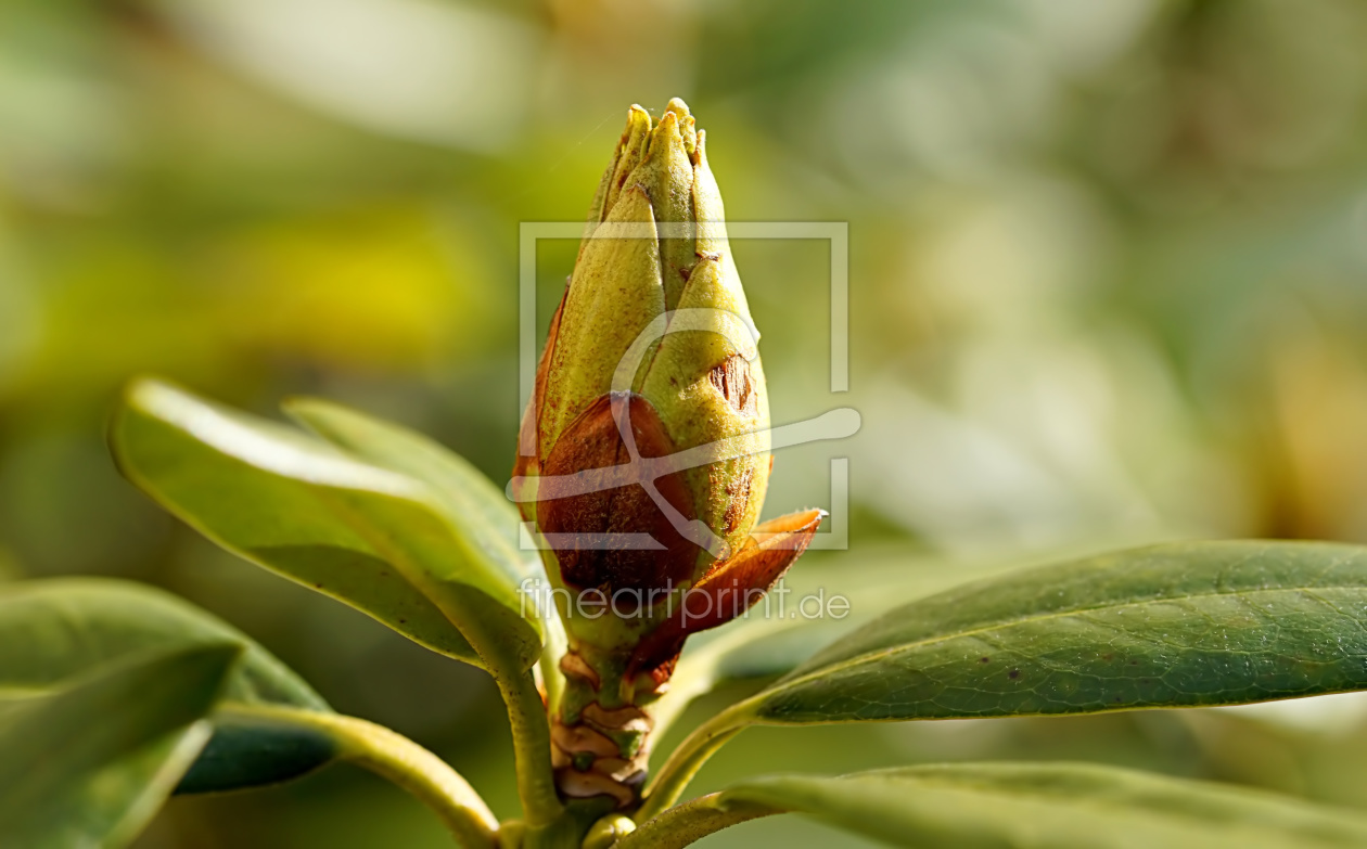Bild-Nr.: 11881484 Rhododendron erstellt von youhaveadream