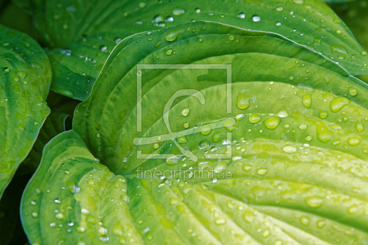 Bild-Nr.: 11881753 Hosta Blatt mit Wassertropfen erstellt von ralf werner froelich