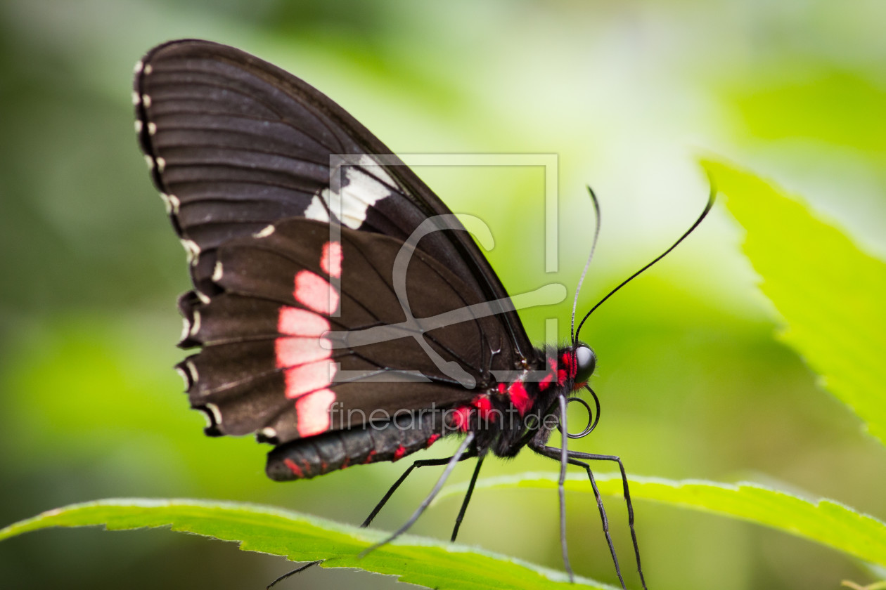 Bild-Nr.: 11881893 Schmetterling erstellt von Cloudtail