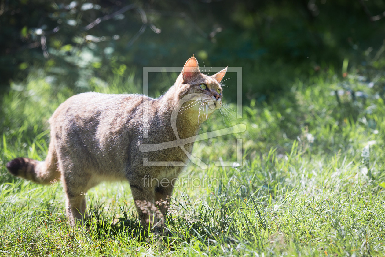 Bild-Nr.: 11881894 Wildkatze erstellt von Cloudtail