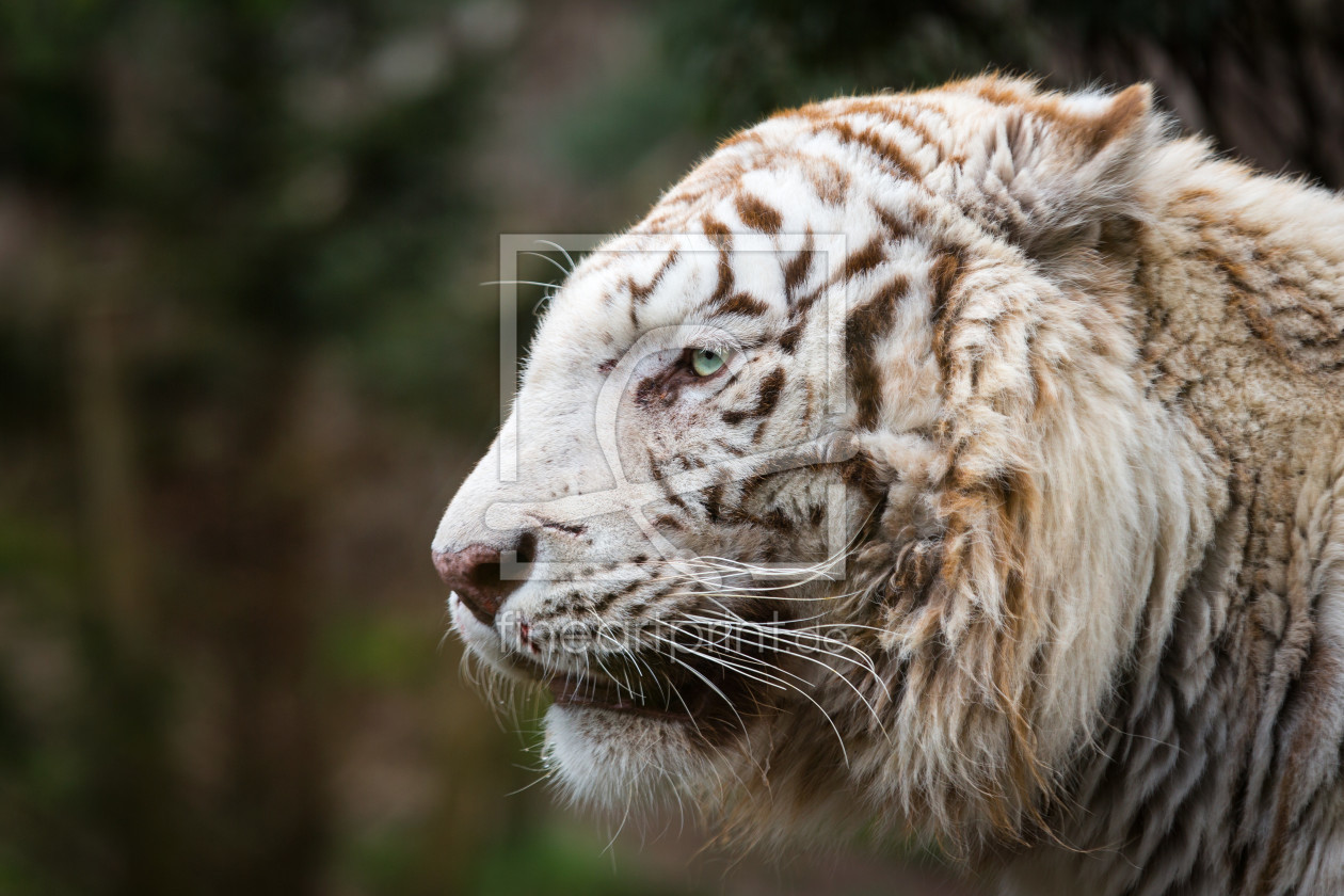 Bild-Nr.: 11881895 Kopf eines weißen Tigers erstellt von Cloudtail