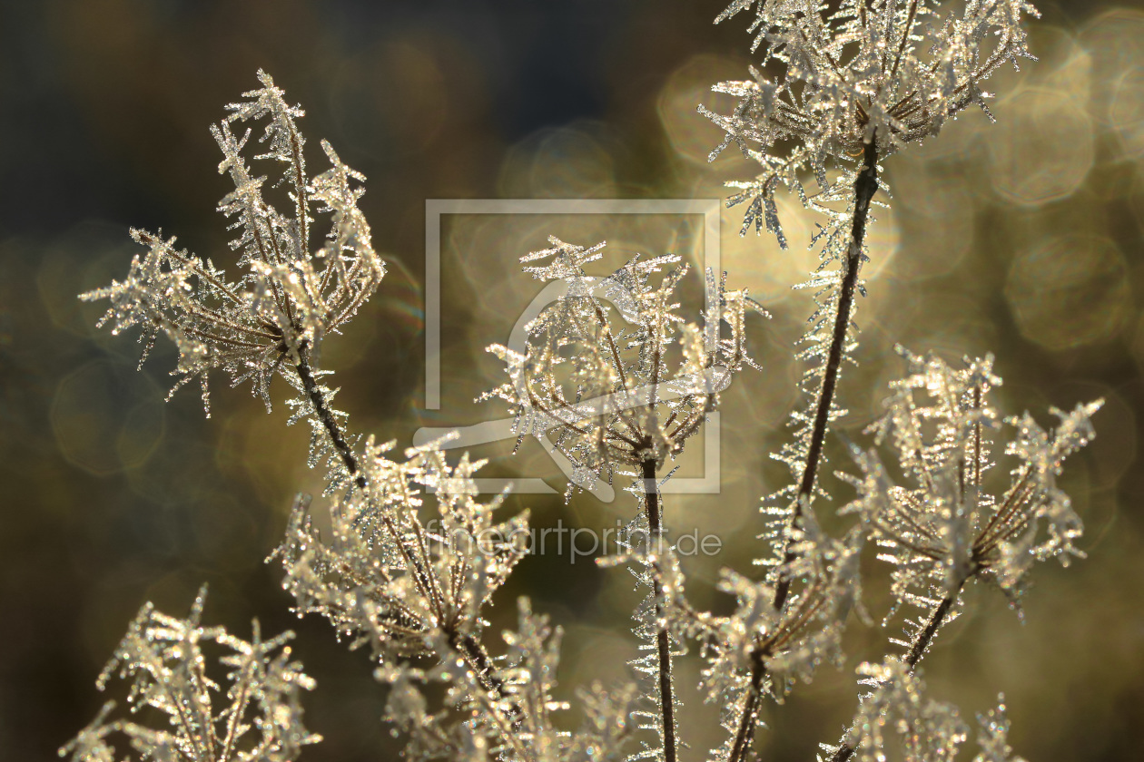 Bild-Nr.: 11882248 Pflanzen im Winter erstellt von falconer59