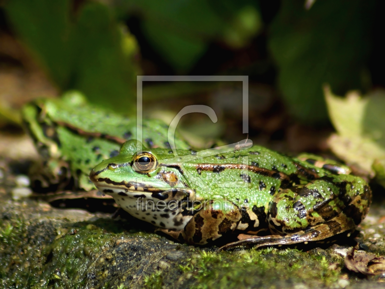 Bild-Nr.: 11883021 Froschteich erstellt von MoNoir