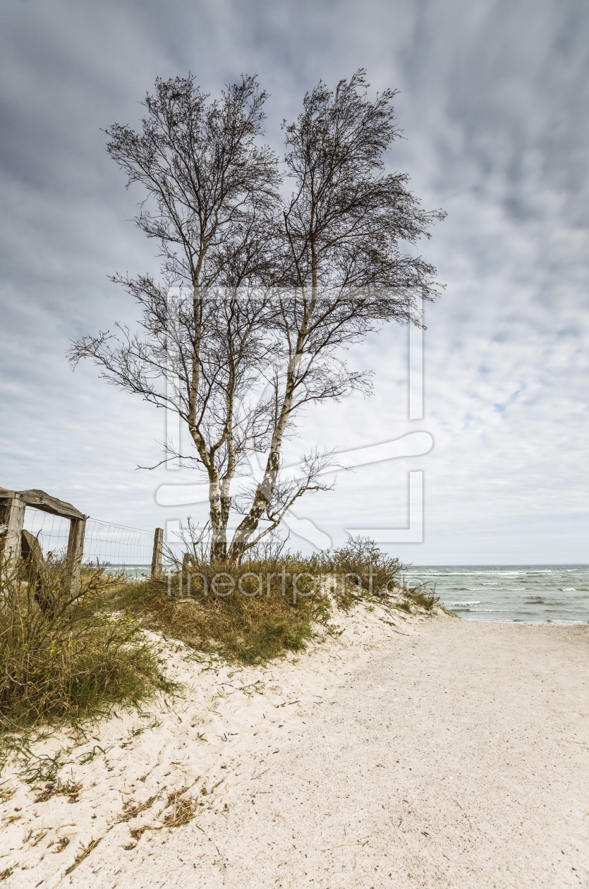 Bild-Nr.: 11883099 BIRCH at the BEACH erstellt von Ursula Reins