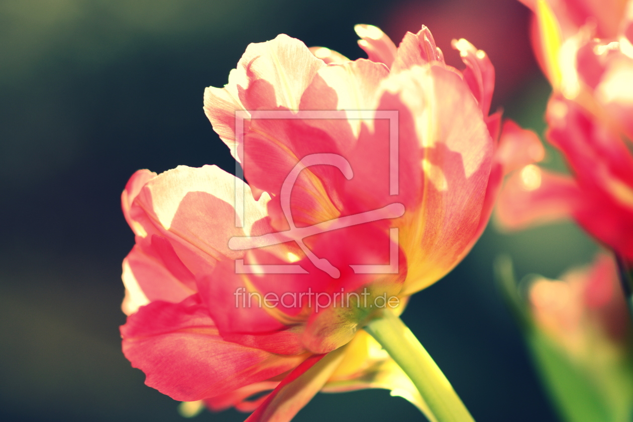 Bild-Nr.: 11883531 Tulpenpoesie erstellt von GUGIGEI