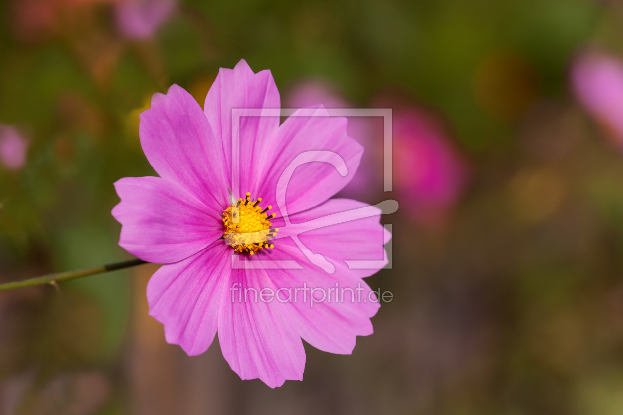 Bild-Nr.: 11884010 Schmuckblume im zarten Licht der Abendsonne erstellt von MMMMHagenbucher